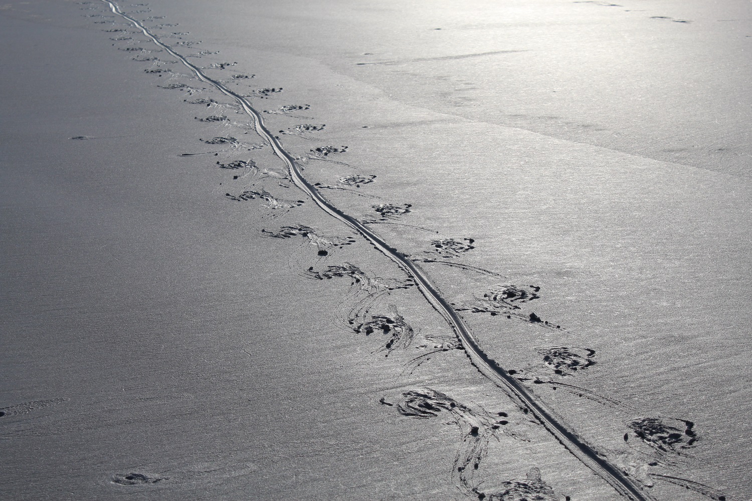 Marine iguana tracks crossing sand in the Galapagos Islands.