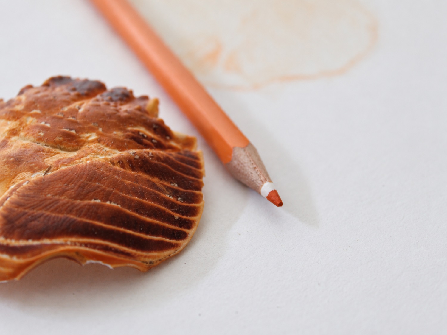 Shell and orange pencil on paper.