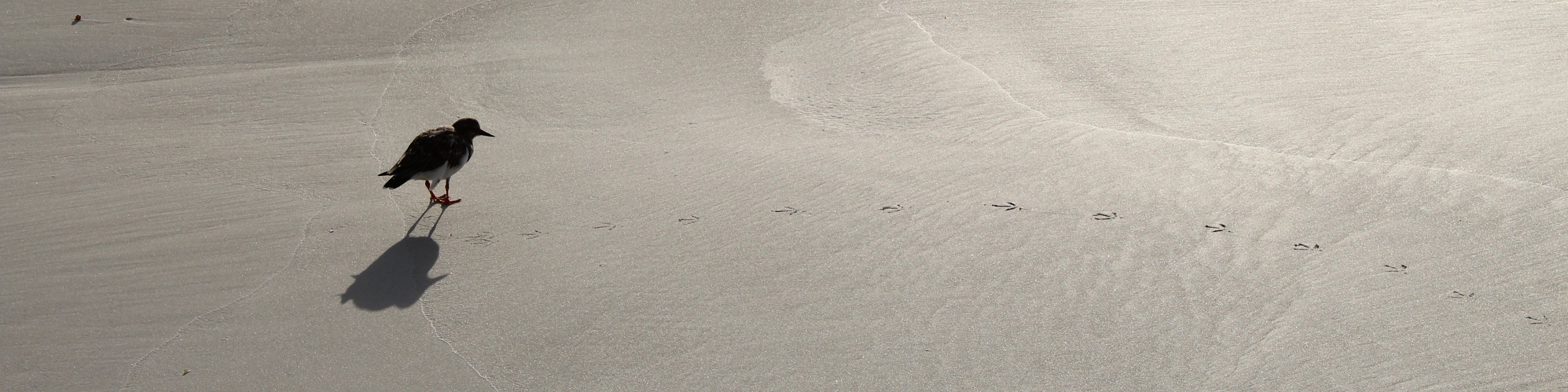 Shorebird standing on wet sand beside a trail of footprints.