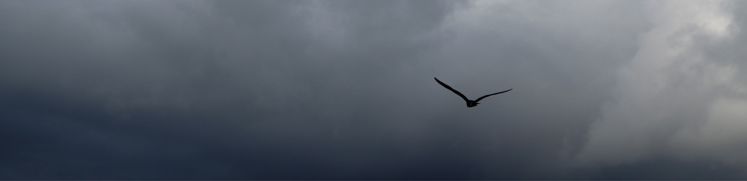 Bird flying beneath dark storm clouds.
